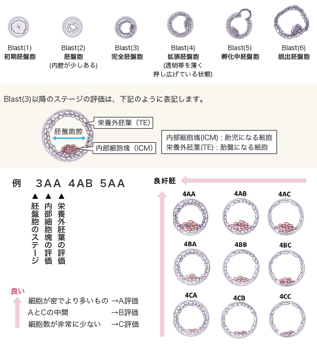 胚盤胞の評価